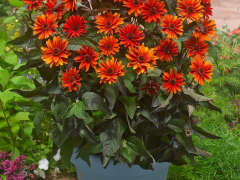 Highlighted image: ISU Award voor Heliopsis helianthoides ‘Fire Twister®’